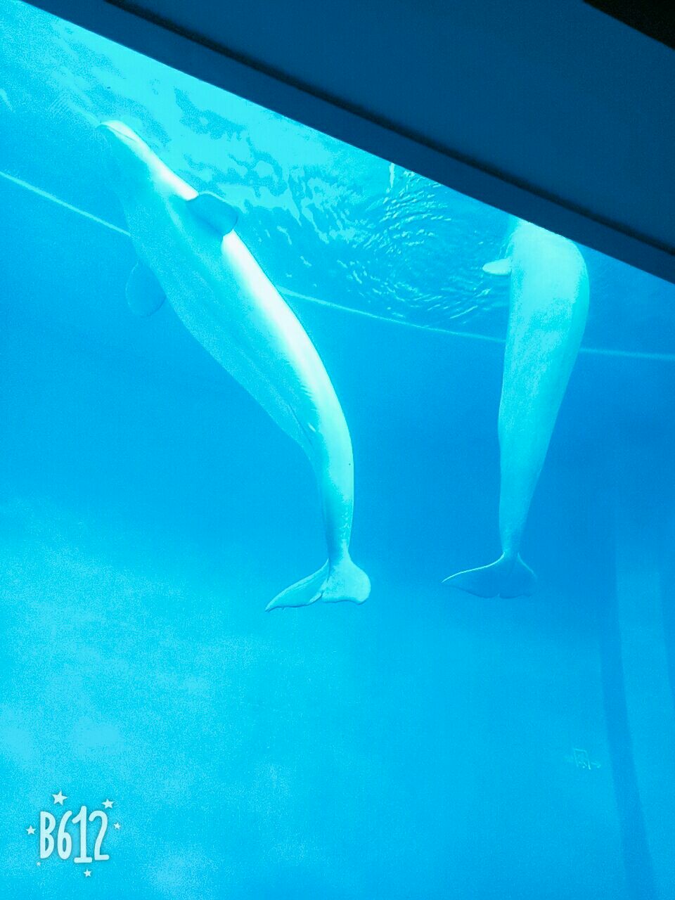 合肥(尧泰汉海)海洋世界三期项目启动 打造安徽海洋文旅新地标(图1)